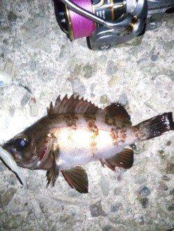 大蔵海岸メバリング、22〜23時の釣行