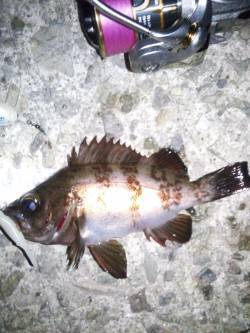 大蔵海岸メバリング、22〜23時の釣行