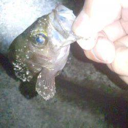 明石港アジング〜アジの調査に行くもメバルの反応のみ