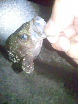 明石港アジング〜アジの調査に行くもメバルの反応のみ