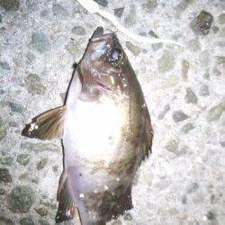 明石港アジング〜アジの調査に行くもメバルの反応のみ