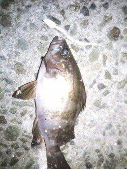 明石港アジング〜アジの調査に行くもメバルの反応のみ