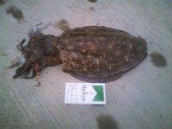 沓～名子周辺エギング　モンゴウイカ重量1620gの強い引き！