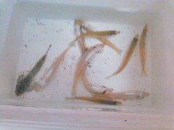 柴山港にてキスゲーム〜地形の変化を探りながら楽しみました♪