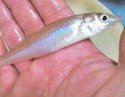 柴山港にてキスゲーム〜地形の変化を探りながら楽しみました♪