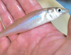 柴山港にてキスゲーム〜地形の変化を探りなが…