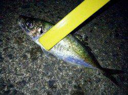 天保山付近でのアジング〜渋いですが良く太ったアジでした