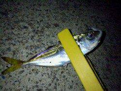 南塩屋でナイトアジング　アジに子サバ