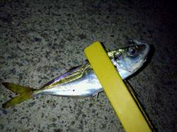 南塩屋でナイトアジング　アジに子サバ