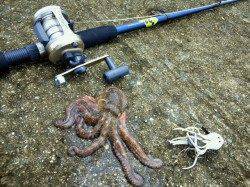 武庫一で狙いの大サバはシブくタコ釣りにチェンジ