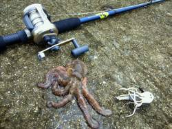 武庫一で狙いの大サバはシブくタコ釣りにチェ…