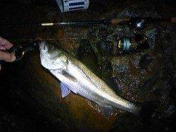 下浜港でのシーバス〜粘って１本獲れました