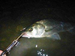 下浜港でのシーバス〜粘って１本獲れました