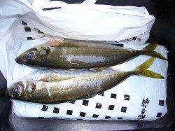 りんくう　ジグサビキにアジのアタリ