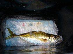 りんくうにてジグサビキでアジをキャッチ