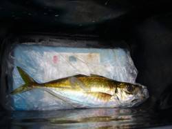 りんくうにてジグサビキでアジをキャッチ