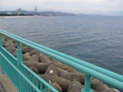 りんくうにてジグサビキでアジをキャッチ