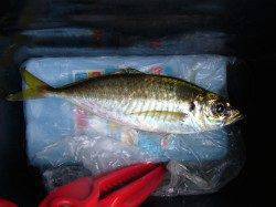 りんくうにてジグサビキ、なんとかアジ20cmをゲット