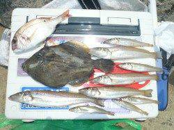 洲本港の投げ釣りでキス・カワハギ・チャリコ