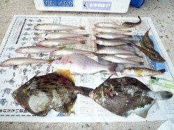 鳥飼 7時からの投げ釣りでキス狙い☆