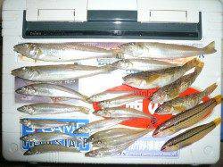 津井中津浦海岸で投げ釣り〜キス・ベラ・アブシン