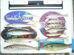 午後から洲本港にて投げ釣り〜キスの釣果