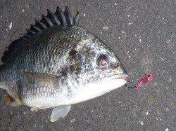 大阪南港 1時間半のSLKでキビレ3枚ゲット！