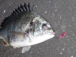 大阪南港 1時間半のSLKでキビレ3枚ゲッ…