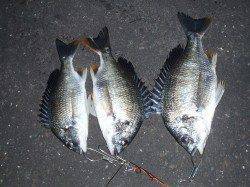 大阪南港 1時間半のSLKでキビレ3枚ゲット！