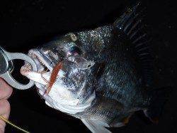 夏の夕涼みにはお手軽チニングが最高♪　大阪南港でキビレゲーム