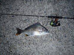 甲子園浜チニングでキビレ4〜アタリ頻繁にあり楽しめました♪