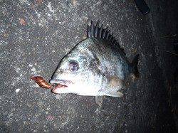 大阪湾奥 キビレ 絶好調です！