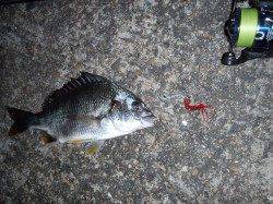 大阪南港周辺チニング〜小さいながらもキビレをゲットできました♪