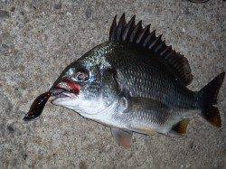 鳴尾浜釣り公園でのチニング釣果