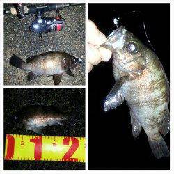 舞洲でアジング&メバリング〜メバルのマンション発見!!