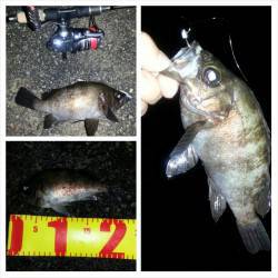 舞洲でアジング&メバリング〜メバル…