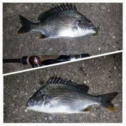 舞洲周辺SLKでのチニング〜キビレ・ガシラ…