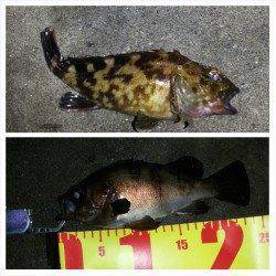 ショートバイトの連続でバラシの繰り返し…舞洲メバリング