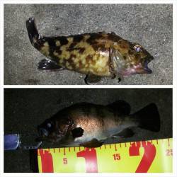 ショートバイトの連続でバラシの繰り返し…舞洲メバリング