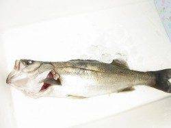 天橋立 シーバスゲームの釣果