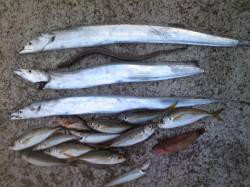 生穂　ウキ＆投げ釣りでタチウオ・アジ・キス…