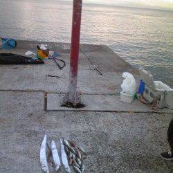 生穂　ウキ＆投げ釣りでタチウオ・アジ・キスの釣果