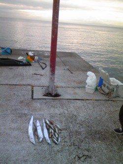 生穂　ウキ＆投げ釣りでタチウオ・アジ・キスの釣果