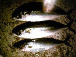 大サバ待ちきれずアジュール舞子へ〜ウキが真横に走ります！