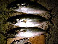 大サバ待ちきれずアジュール舞子へ〜ウキが真…