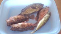 谷川漁港にてメバリング&アジング〜…