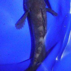 小島　未明からのメバリング釣行もキャッチは1尾のみ