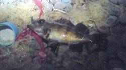 谷川周辺でメバル調査　活性は低かったようです…