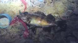 谷川周辺でメバル調査　活性は低かったようで…