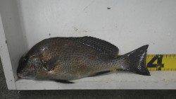 堺漁港のフカセでグレ45.5cm&コロダイ37cm